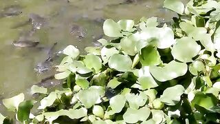 Lele jenis ikan kanibal yang bisa memakan teman'y,