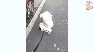 Funny Dog Videos 2022