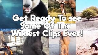 Wildest Animals Caught On Tape Videos part 021 | Funny Animals Caught In Camera