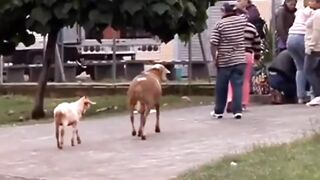 Cabra Possuida Atacando moradores