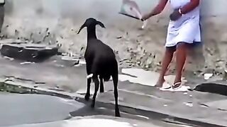 A battle, a Woman Vs a She Goat