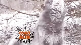 Videos engraçados