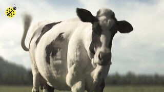 FUNNY COW DANCE 4 │ Cow Song _ Cow Videos