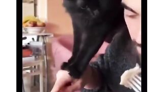 Funny cat videos
