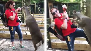 SCARY and FUNNY Animal Encounters!???? Funny Animal Moments | AFV 2022