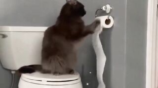 Gatos Travessos Levados e engraçados