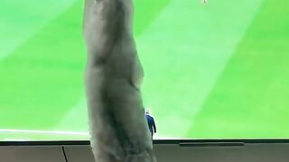 Funny Animals videos compilation