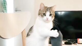 Funny cats - kucing lucu