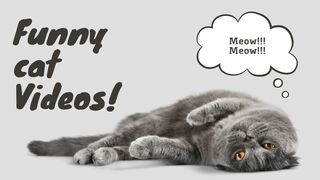 funny cat video
