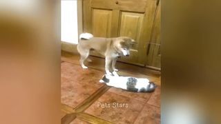 Funniest Animals, cat weird every day