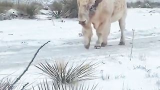 A white buffalo or white bison is an American bison possessing white fur...