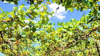 Plantação de uvas