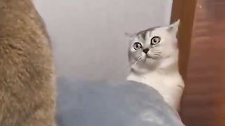 Reaction from the other cat to the new cat brought home!