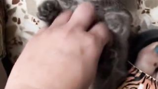 little kitten 2