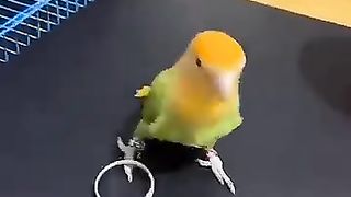 Funny and smart bird - Smart parrot - Funny Animals