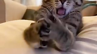 Funny animals 2023???? - Funniest Cats and Dogs Video 5