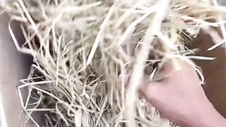 Cara cepat nanam kentang