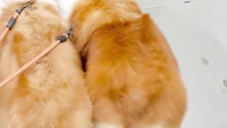 dog cute