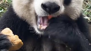 cute panda 3