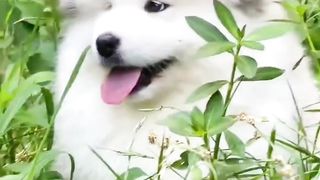 cute dog 16