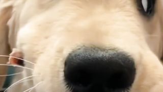 good  dog