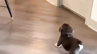 dog dog
