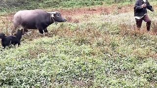 Buffalo 01