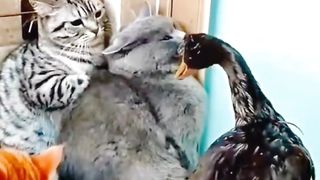 Duck & Cats 01