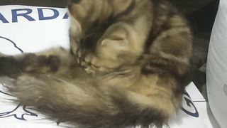 cat relaxing at night
