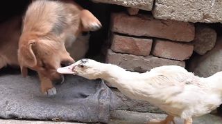 Duck & Dogs 01