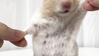 Mouse 01