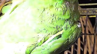 The green parrot is not only green