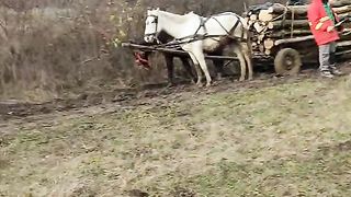 Вивозу лісу лошадьми