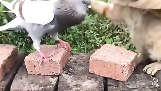 The fight or love