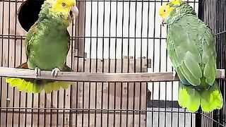 The parrot is costly
