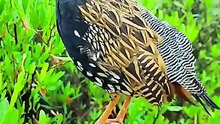 So cute bird