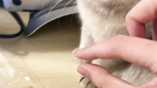 Cats 03