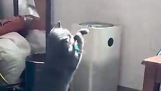 Cats dog ???? funny video