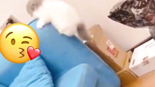cat cuteness 2