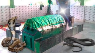 Mumbai Ki Ek Aisi Dargah Jahan 2 Sanp Aate Hain Salami Dene _ Zinda Karamat Faqeer Shah Baba Mumbara