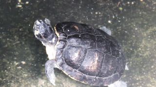 Turtles: Ancient Creatures That Remain Relevant