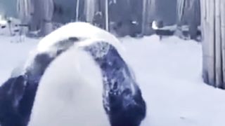 Panda 05