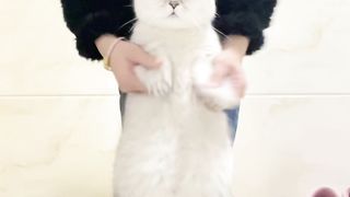 Cats 05