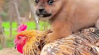 Cutest Animal Babies Ever!