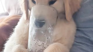 Dogs 07