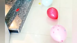 Funny Dog Viral Video 74