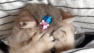 Cats 07