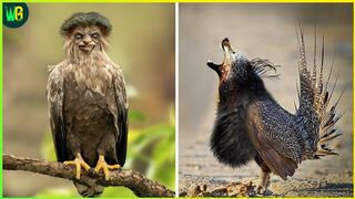 दुनिया के सबसे अनोखा पक्षी | 10 Rarest Birds in the World | Most Unique Birds in the World