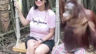 Photo with orangutan _ Safari World Bangkok _ Chimpanzee flirting with girl _ photo with chimpanzees.