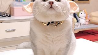 Cats 08